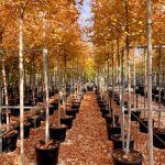 Acer freemanii