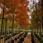 Acer freemanii