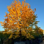 Comprar Liquidambar en Madrid