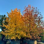 Liquidambar en venta viveros angel