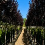 Prunus pisardii a la venta en madrid