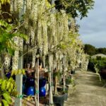 Wisteria sinensis con floracion blanca