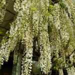 Wisteria sinensis con floracion blanca en venta en viveros angel madrid