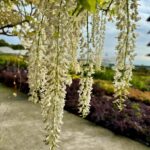 Wisteria sinensis en madrid