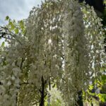 Wisteria sinensis en venta en madrid