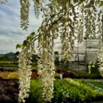 Wisteria sinensis en viveros angel madrid