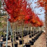 Comprar Acer Palmatum en Madrid