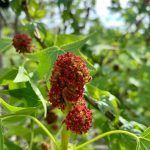 Liquidambar styraciflua
