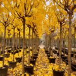 Morus alba fruitless