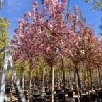 Comprar Malus Coccinella en Madrid