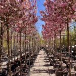 Ejemplares Malus 'Coccinella' en vivero Madrid