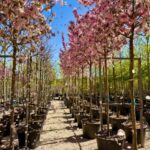 Malus 'Coccinella' en floracion