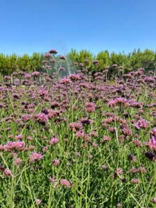 Verbena bonariensis
