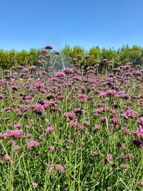 Verbena bonariensis