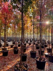Comprar Acer buergerianum en Madrid