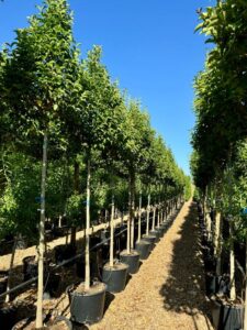 Comprar Ligustrum japonica en Madrid