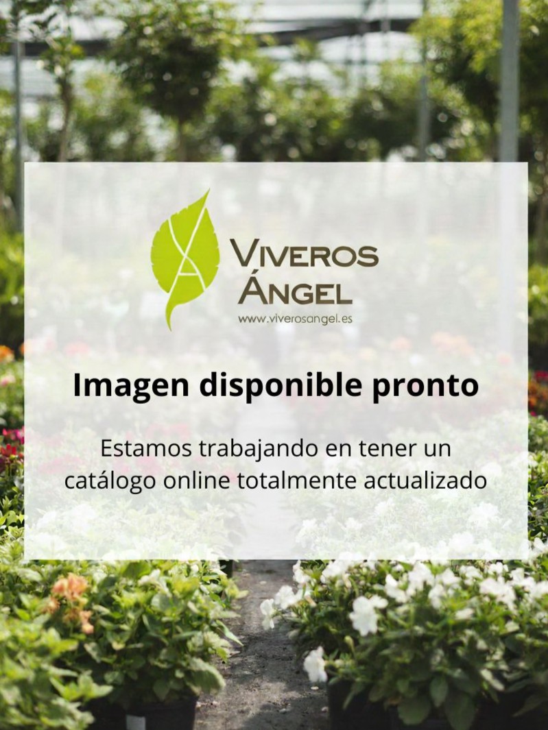 Imagen disponible pronto Estamos trabajando en nuestro catálogo online