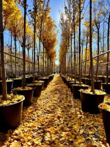 Acer campestre 'Lienco' a la venta en Madrid