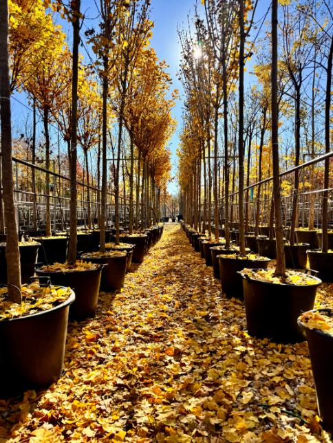 Acer campestre 'Lienco' a la venta en Madrid