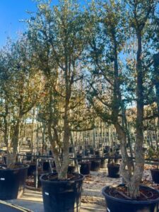 Comprar Quercus suber en Madrid