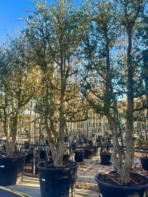 Comprar Quercus suber en Madrid