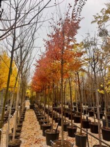 Comprar Zelkova serrata en Madrid