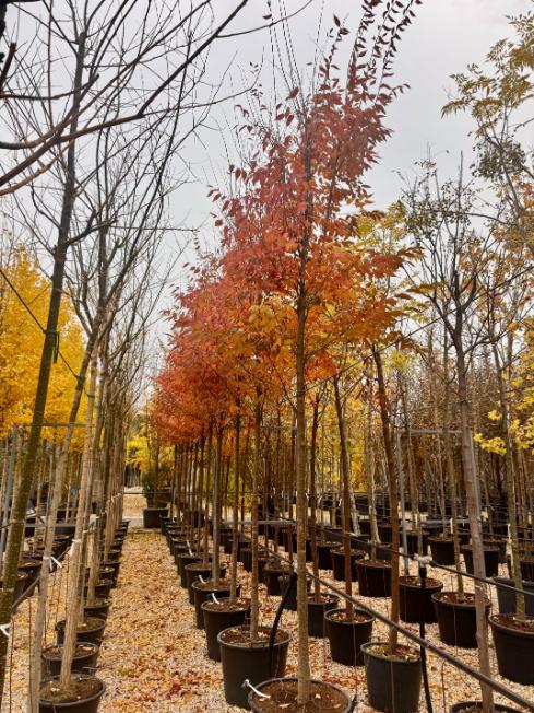 Comprar Zelkova serrata en Madrid