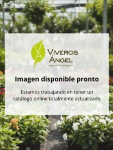 Placeholder - Imagen disponible pronto