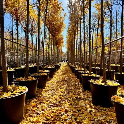 Acer campestre 'Lienco' a la venta en Madrid