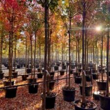 Comprar Acer buergerianum en Madrid