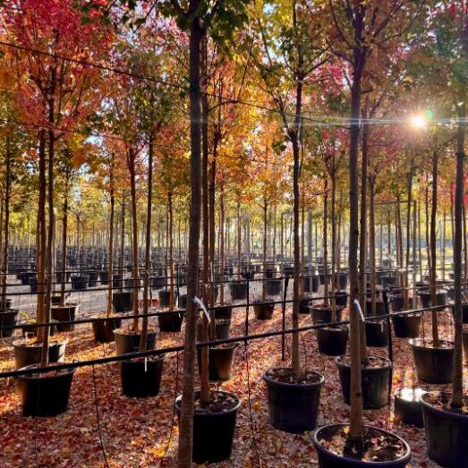 Comprar Acer buergerianum en Madrid