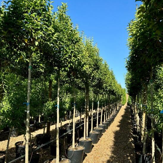 Comprar Ligustrum japonica en Madrid
