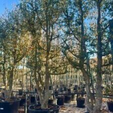 Comprar Quercus suber en Madrid