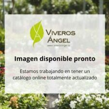 Placeholder - Imagen disponible pronto