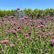 Verbena bonariensis