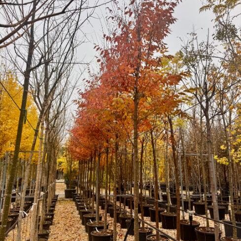 Comprar Zelkova serrata en Madrid